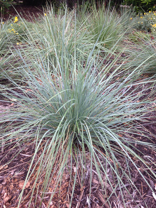 Festuca californica, California Fescue