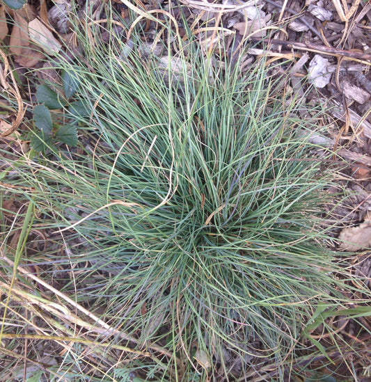 Festuca idahoensis, Blue Fescue