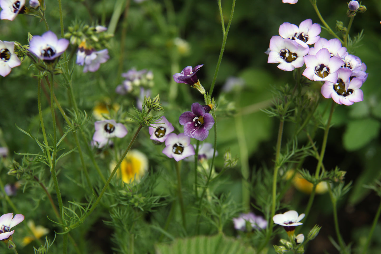 Gilia tricolor, Bird's Eye Gilia