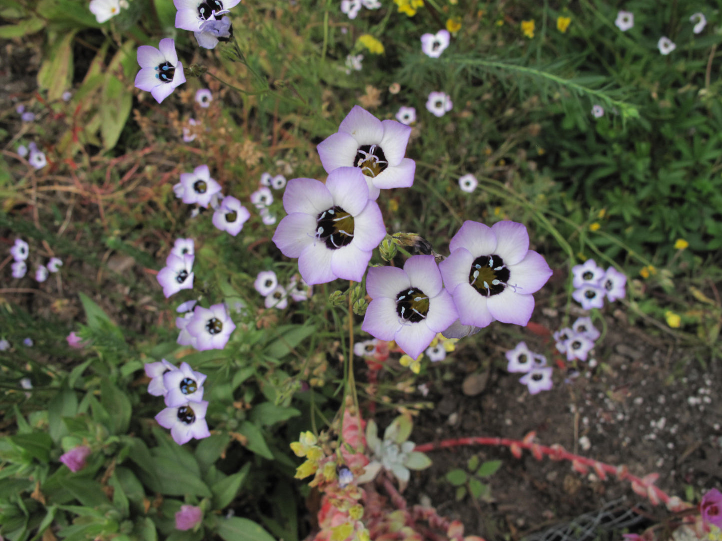 Gilia tricolor, Bird's Eye Gilia