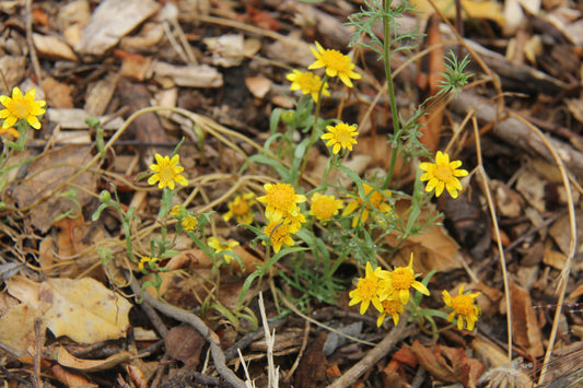 Lasthenia californica, California Goldfields