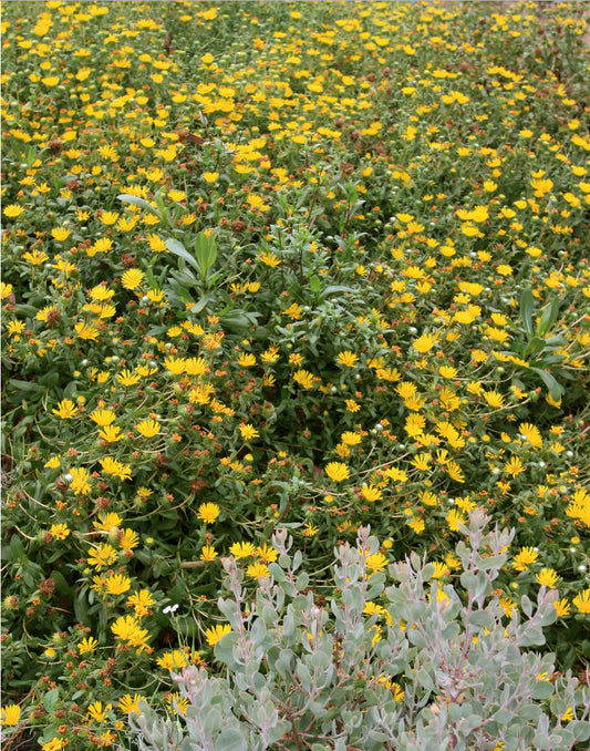 Grindelia stricta, Salt Marsh Gumplant