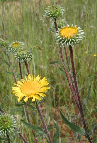 Grindelia camporum, Central Valley Gumplant