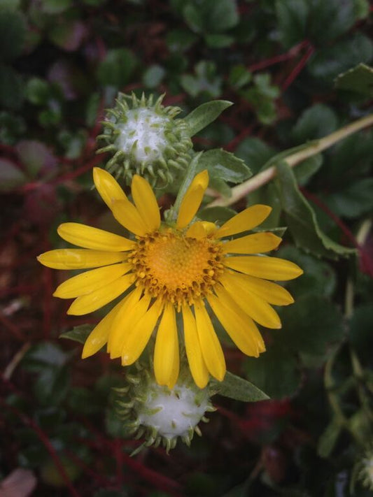 Grindelia stricta, Salt Marsh Gumplant