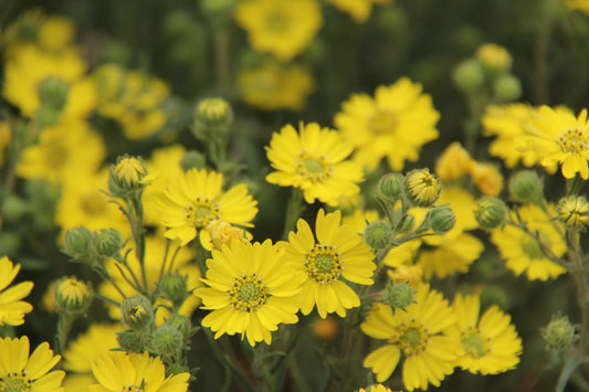 Hemizonia congesta ssp. lutescens, Hayfield Tarweed