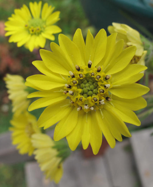 Hemizonia congesta ssp. lutescens, Hayfield Tarweed