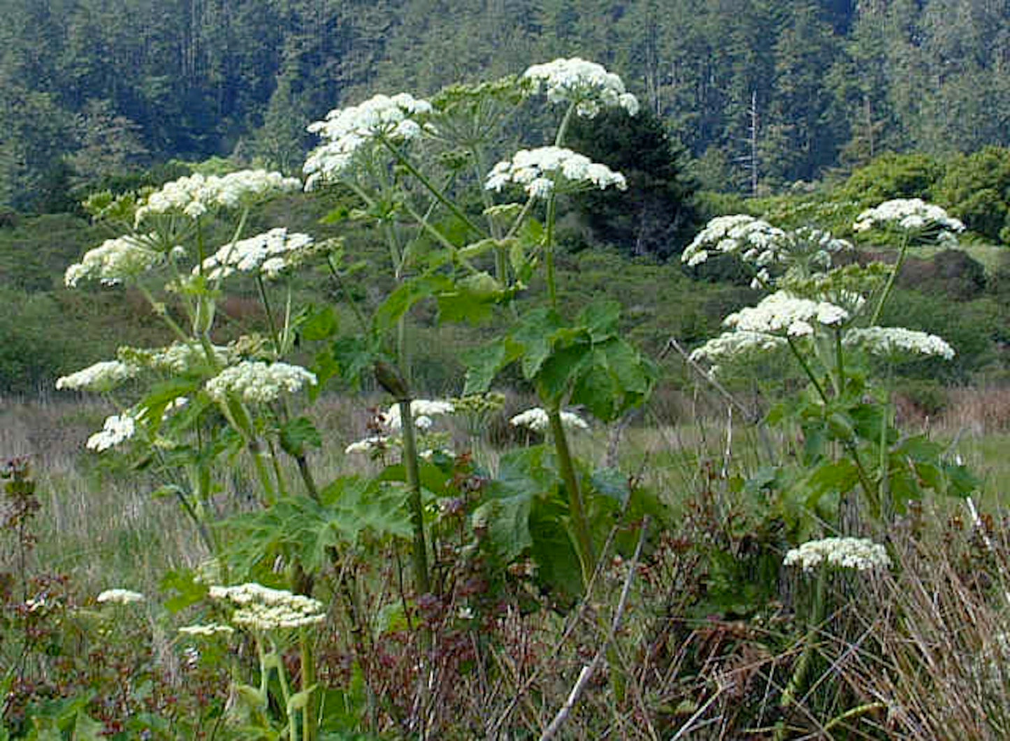 Heracleum maximum, Cow Parsnip