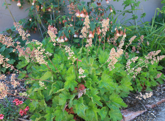 Heuchera pilosissima, Shaggy Alumroot