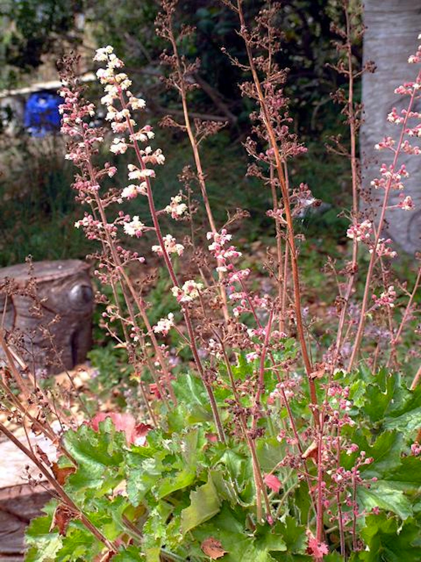 Heuchera pilosissima, Shaggy Alumroot