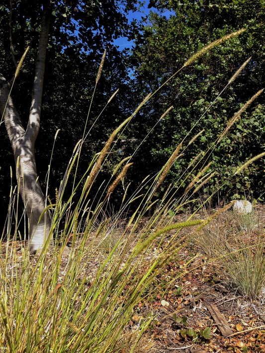 Hordeum brachyantherum, CA Meadow Barley