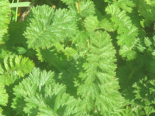 Horkelia californica, California Horkelia