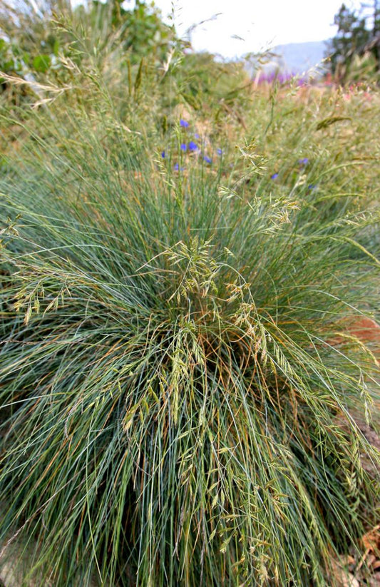 Festuca idahoensis, Blue Fescue