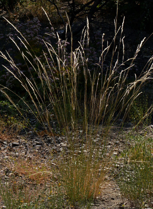 Stipa cernua, Nodding Needlegrass