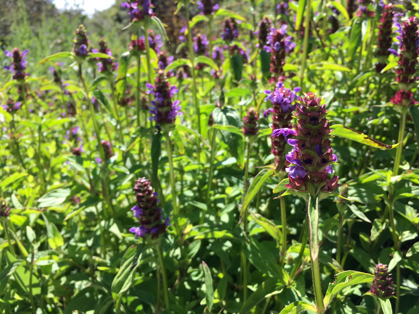 Prunella vulgaris, Self-Heal