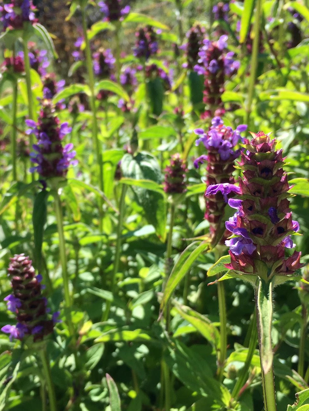 self heal plant seeds Prunella vulgaris, Self-Heal