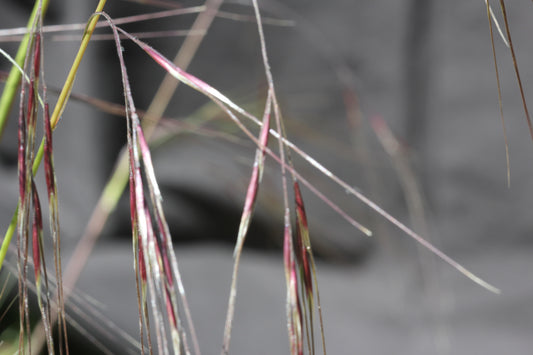 Stipa pulchra, Purple Needlegrass