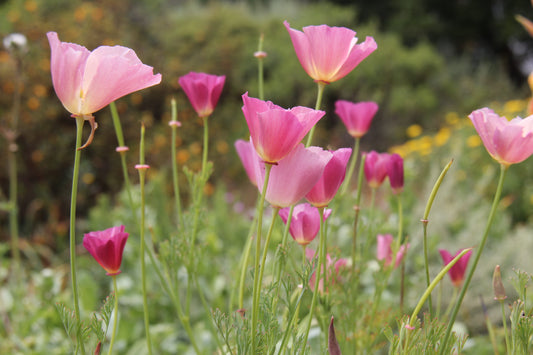 Eschscholzia californica 'Purple Gleam' Poppy