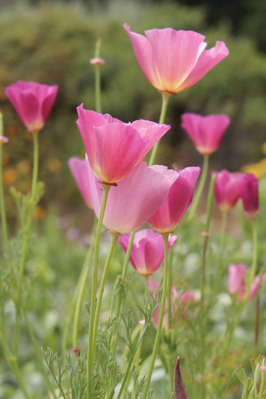 Eschscholzia californica 'Purple Gleam' Poppy