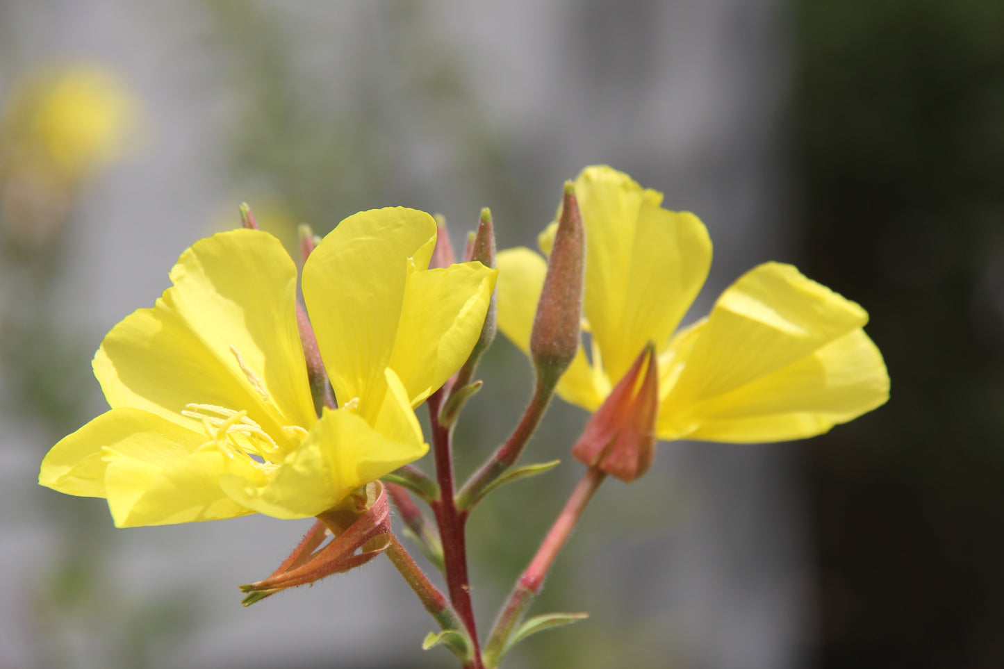 Oenothera hookeri, Evening Primrose