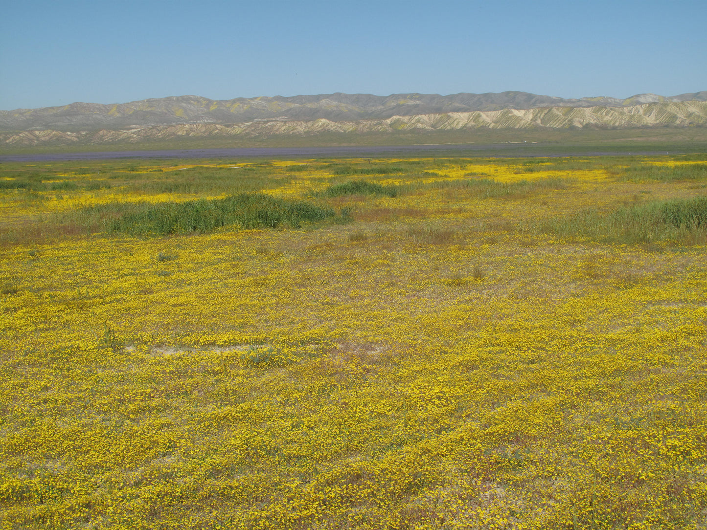 Lasthenia glabrata, Goldfields