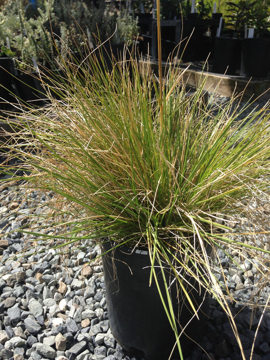 Deschampsia cespitosa, Tufted Hairgrass