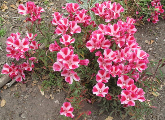Clarkia amoena, Farewell-to-Spring