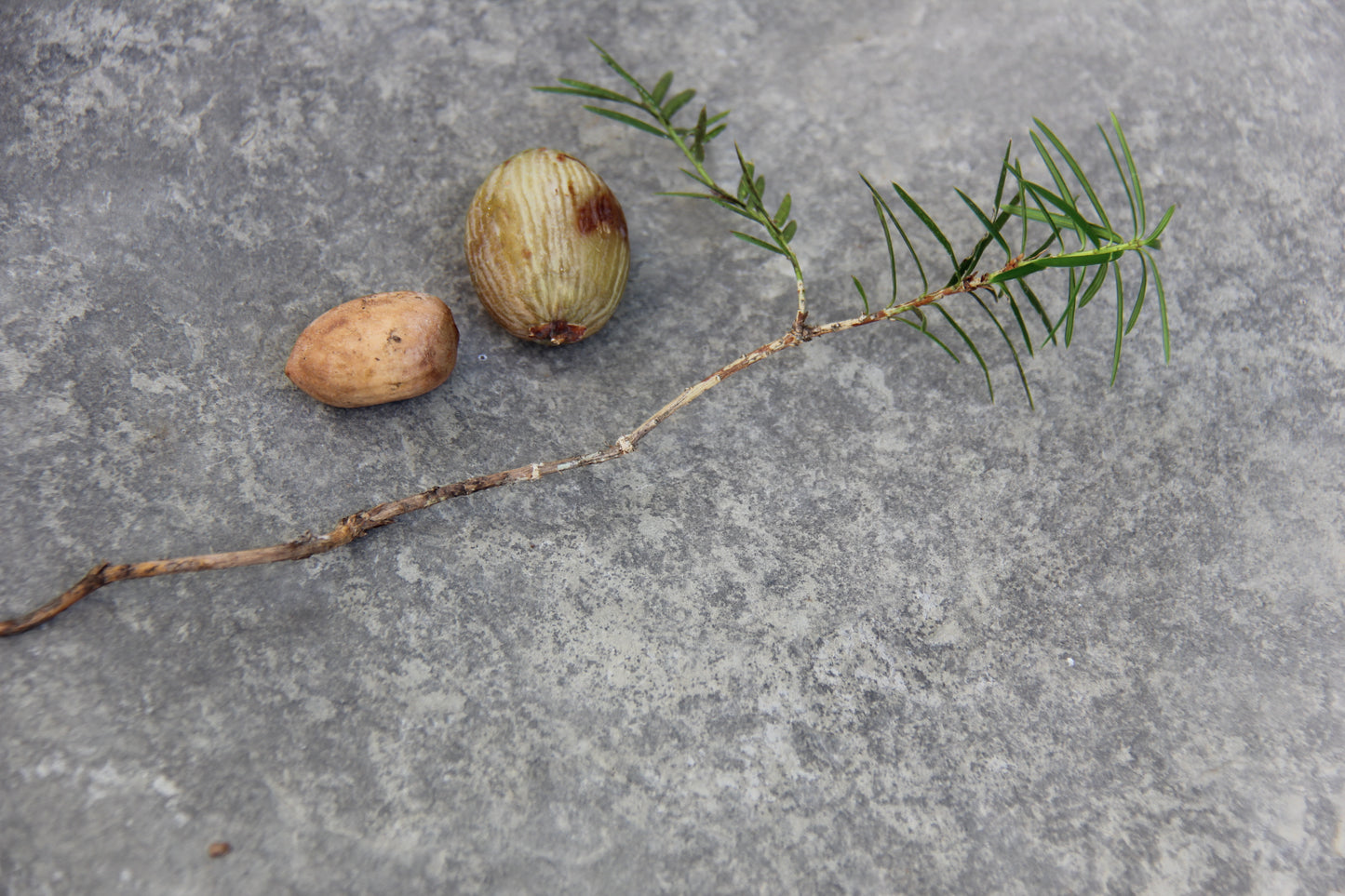 Torreya californica, California Nutmeg