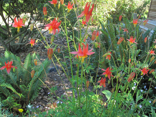 Aquilegia formosa, Western Columbine