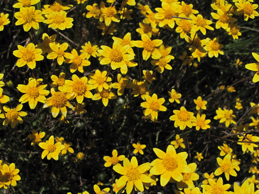 Lasthenia californica, California Goldfields