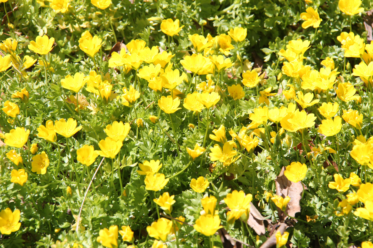 Limnanthes douglasii ssp. sulphurea, Point Reyes Meadowfoam