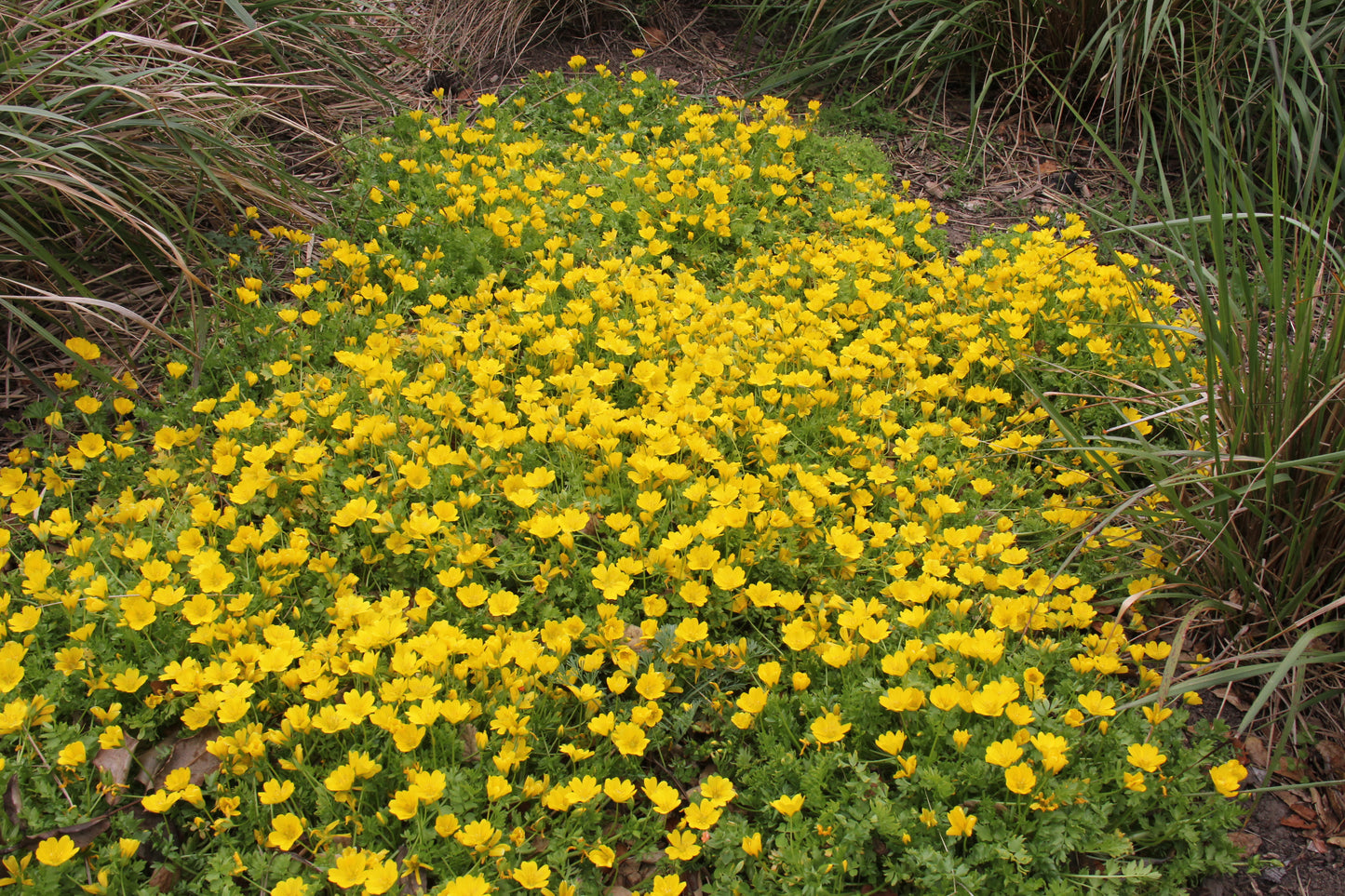 Limnanthes douglasii ssp. sulphurea, Point Reyes Meadowfoam