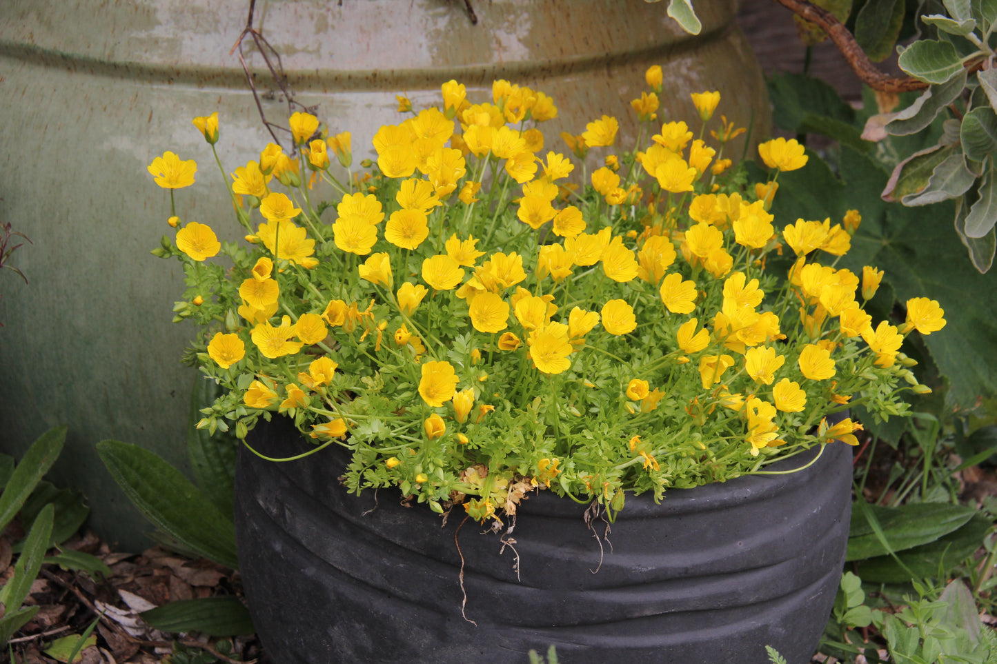Limnanthes douglasii ssp. sulphurea, Point Reyes Meadowfoam