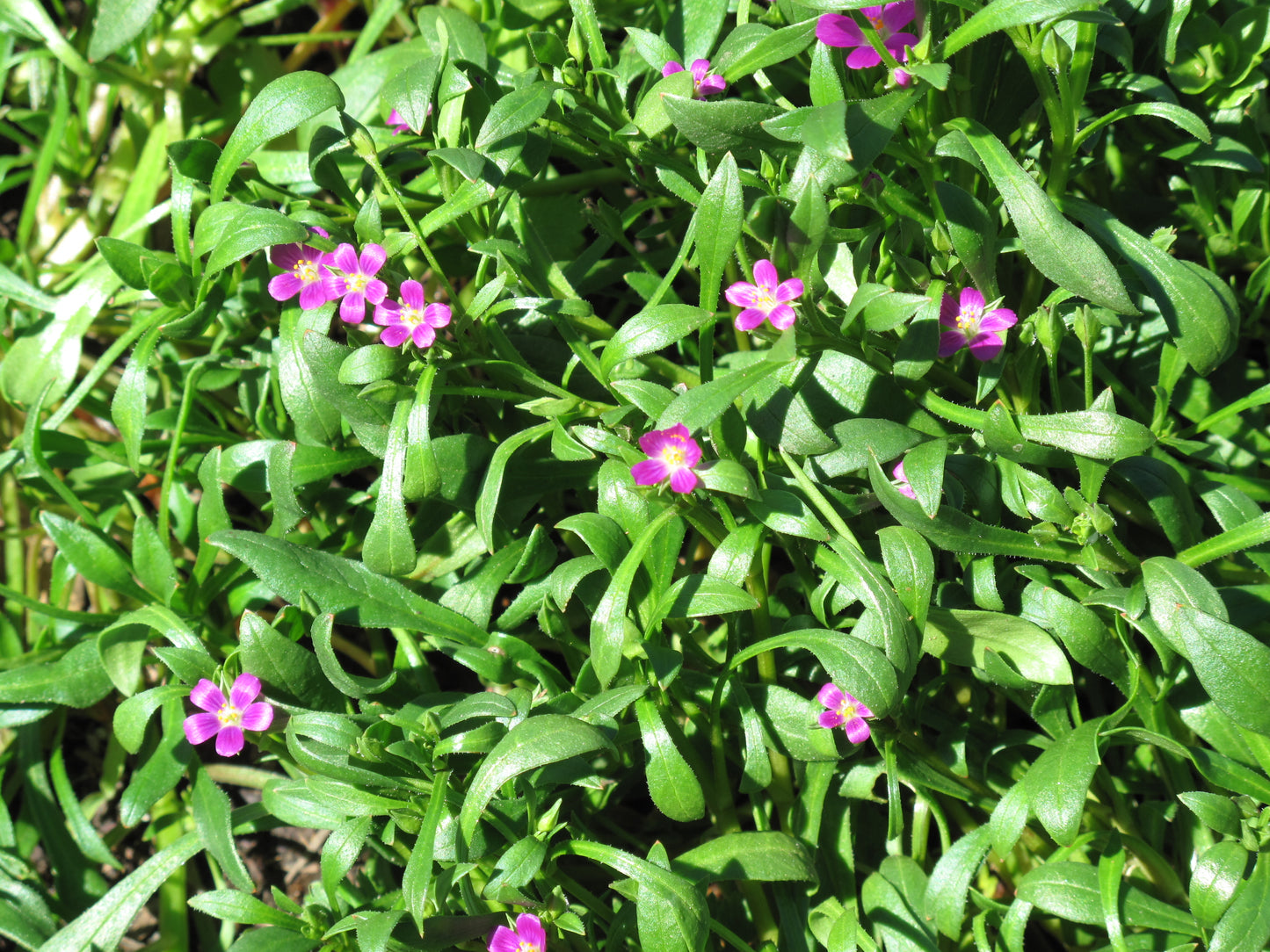 Calandrinia menziesii, Redmaids