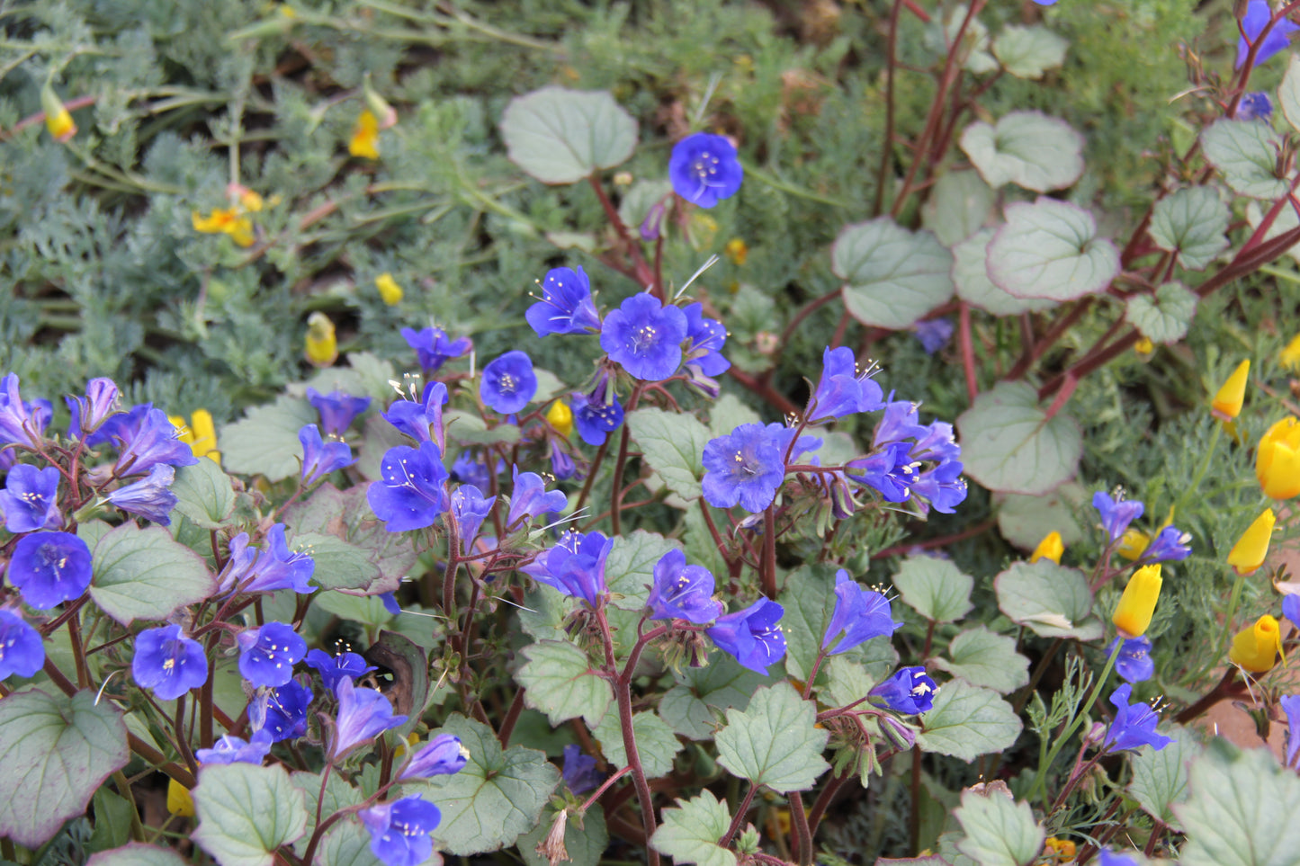 Phacelia campanularia, California Bluebells