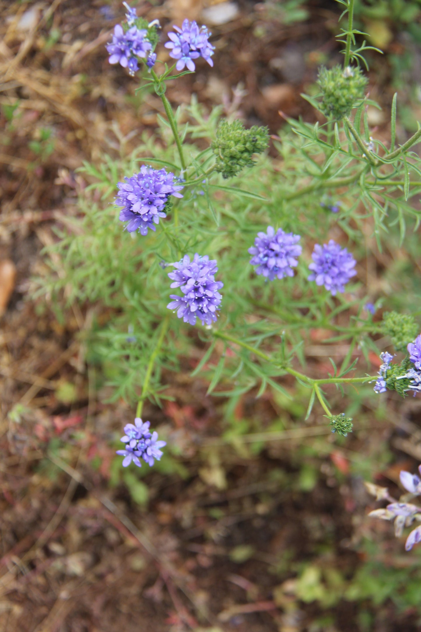 Gilia capitata, Globe Gilia
