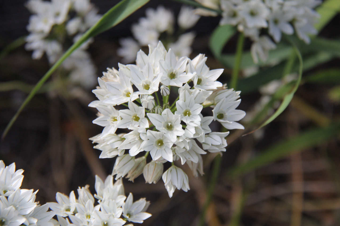 Triteleia hyacinthina, White Brodiaea