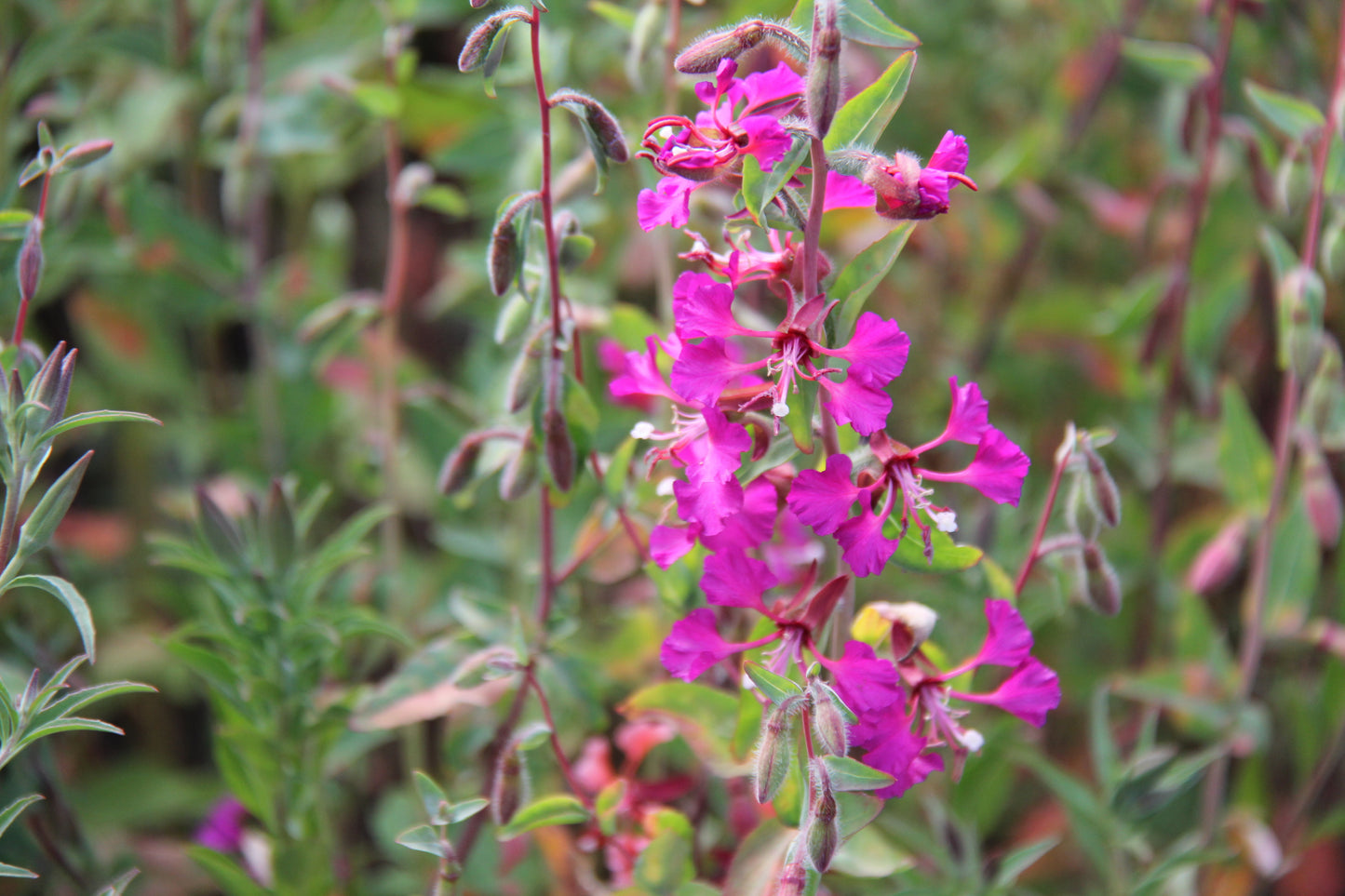 Clarkia unguiculata, Mountain Garland