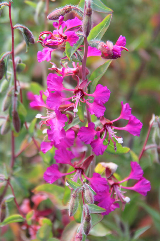 Clarkia unguiculata, Mountain Garland