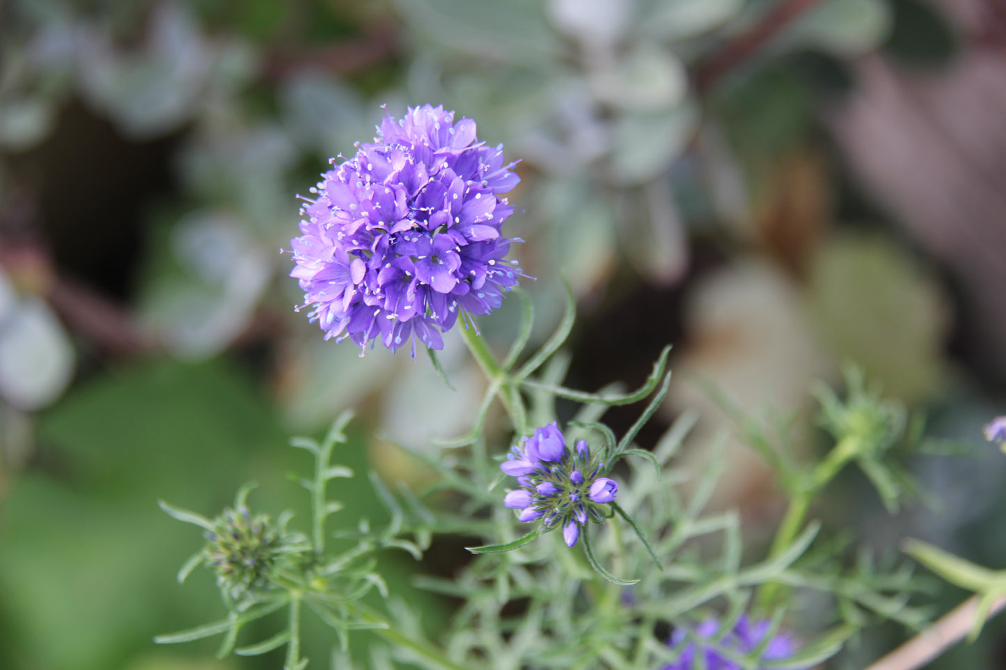 Gilia capitata, Globe Gilia