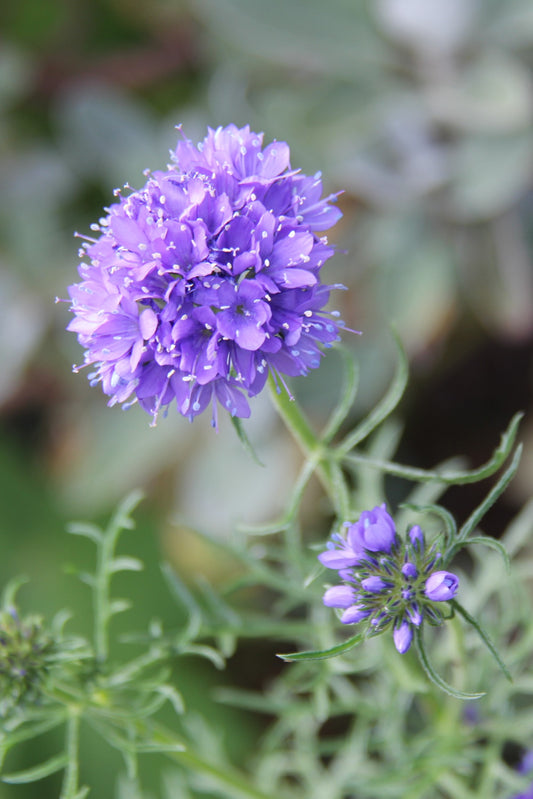 Gilia capitata, Globe Gilia
