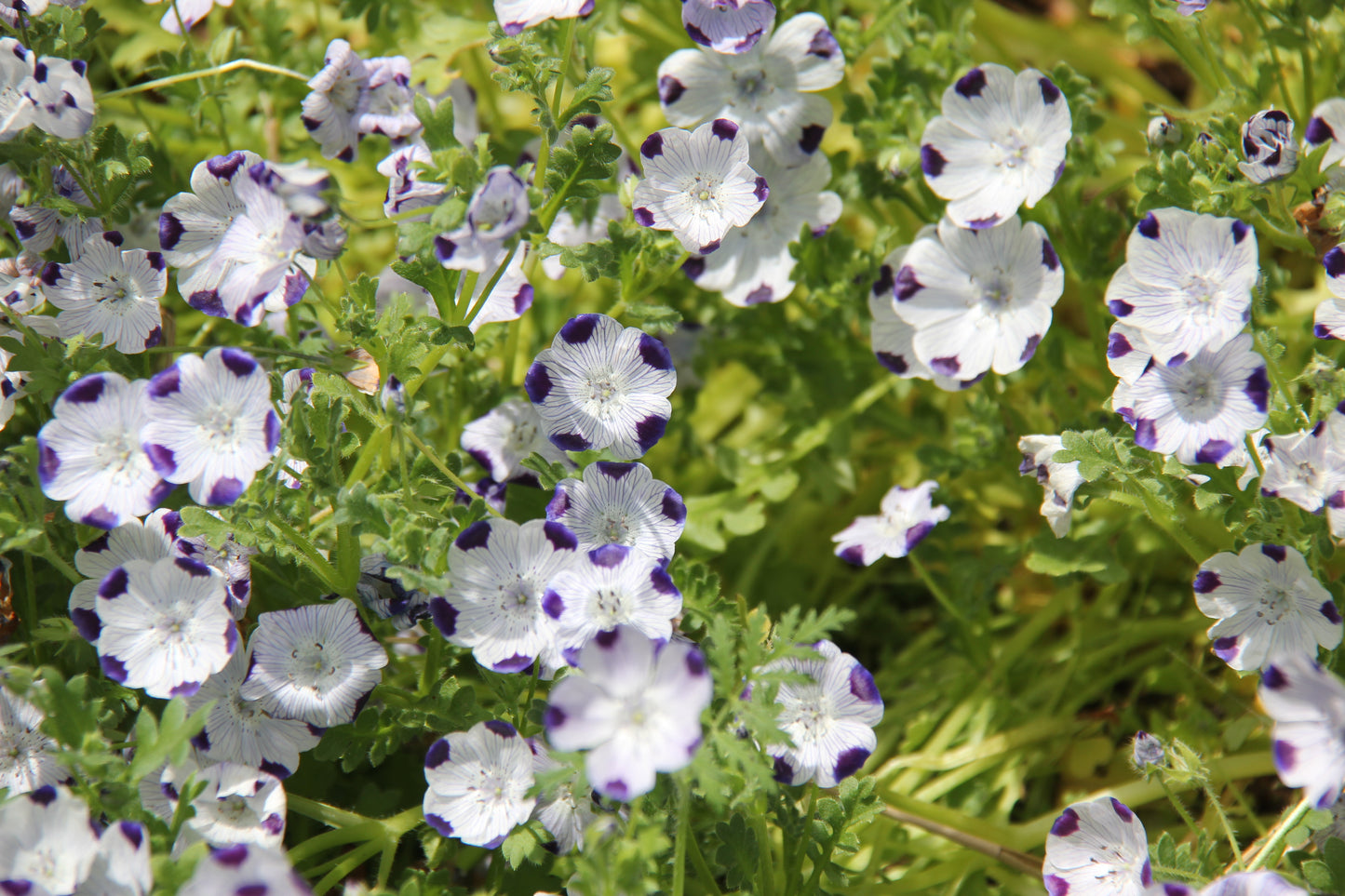 Nemophila maculata, Five Spot