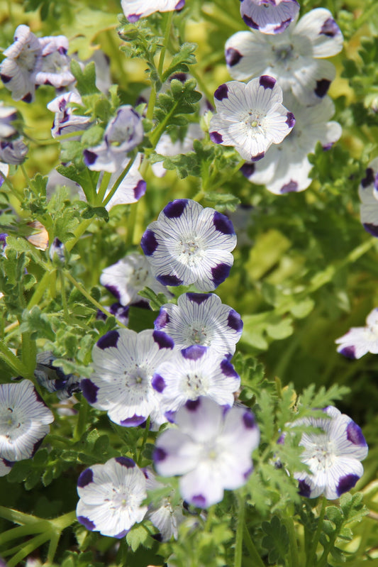 Nemophila maculata, Five Spot