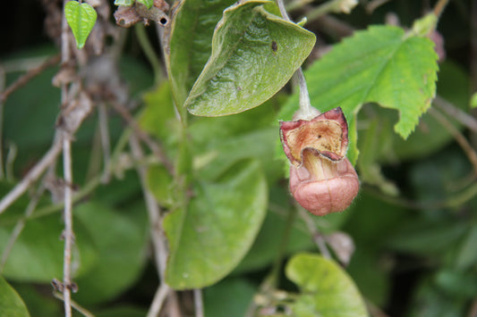 Aristolochia californica, California Pipevine
