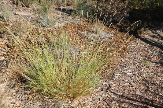 Hordeum brachyantherum, CA Meadow Barley