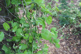 Aristolochia californica, California Pipevine