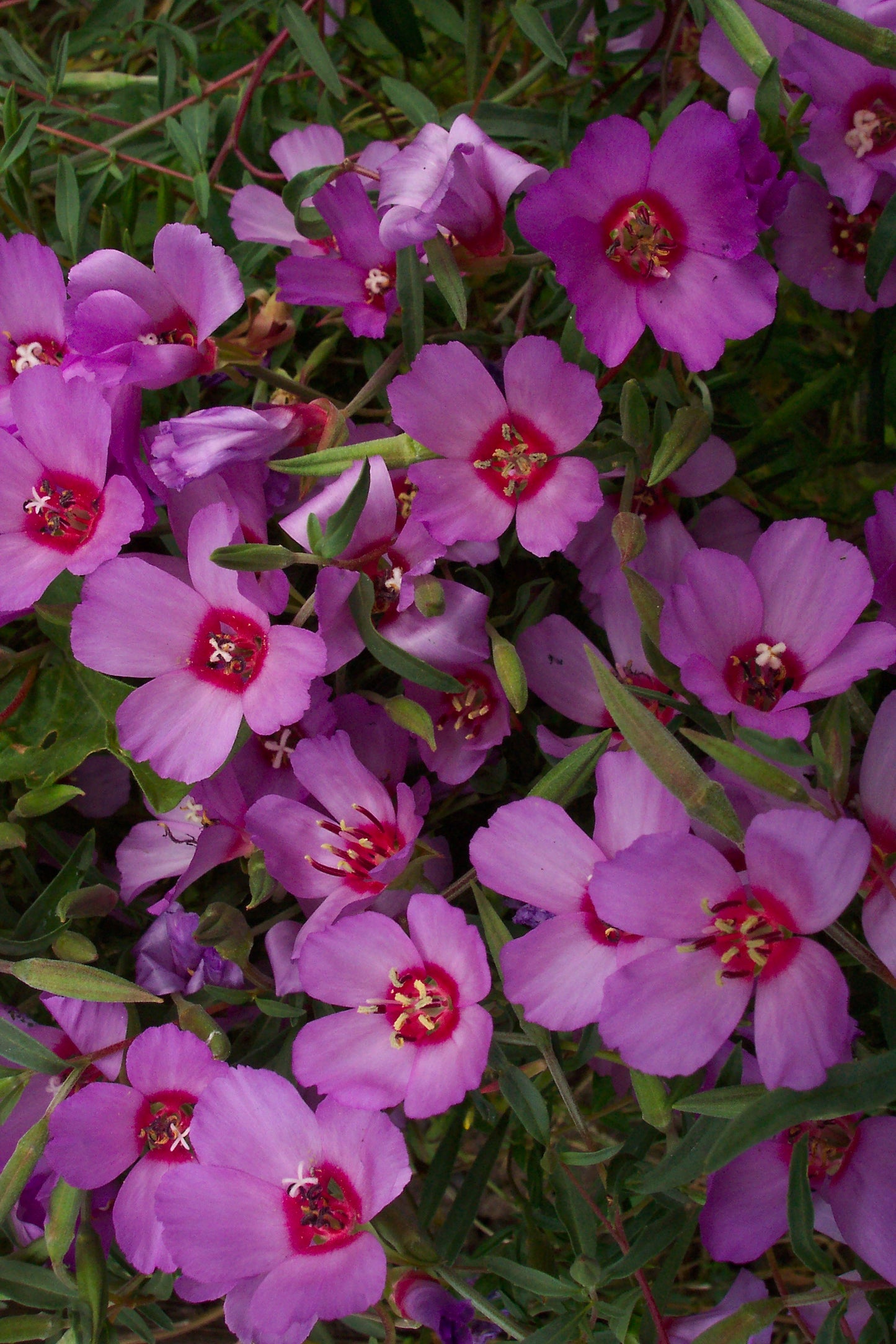 Clarkia rubicunda, Ruby Chalice Clarkia