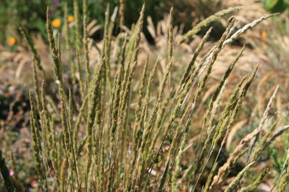 Koeleria macrantha, June Grass