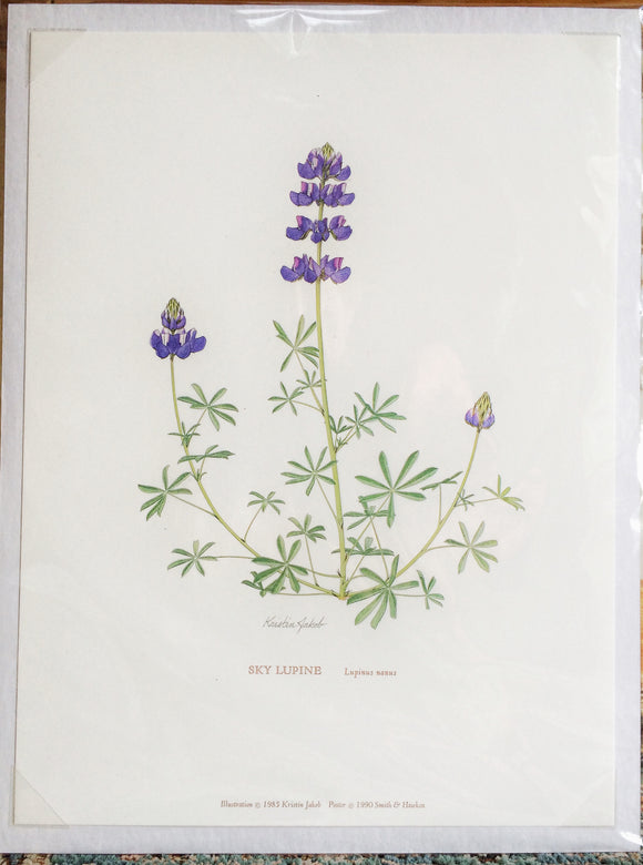 Botanical Print - Sky Lupine