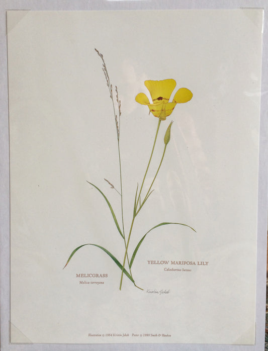 Botanical Print - Mariposa Lilly