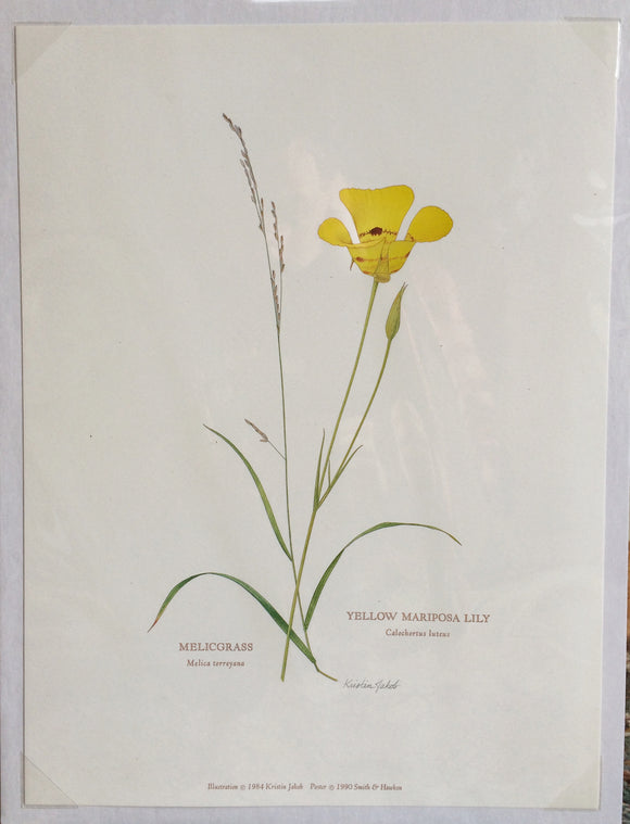Botanical Print - Mariposa Lilly